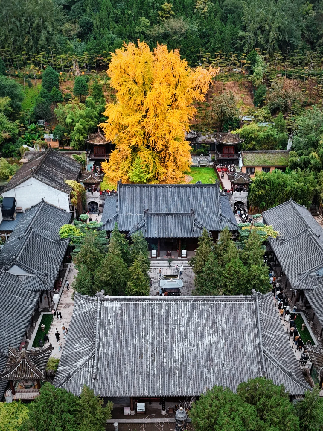 西安赏秋🍂1400年银杏树太太太震撼‼️附攻略