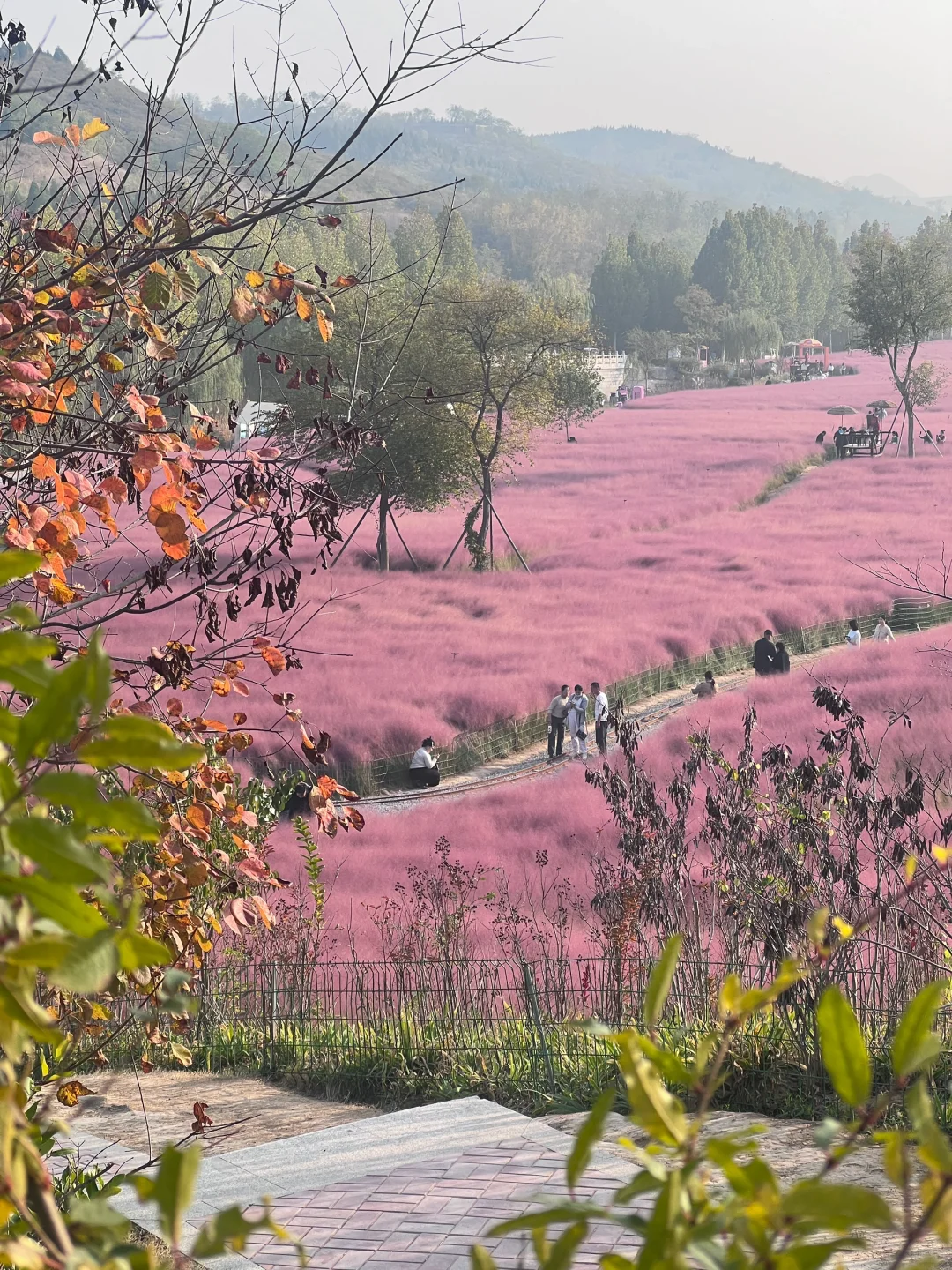 邯郸！紫山公园！超漂亮粉黛花海