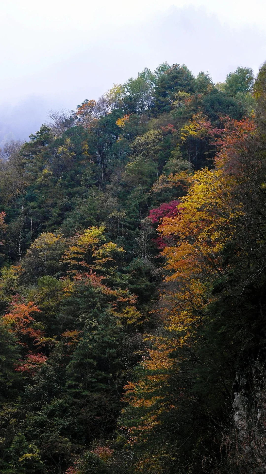 走吧！去看秋天的红叶！