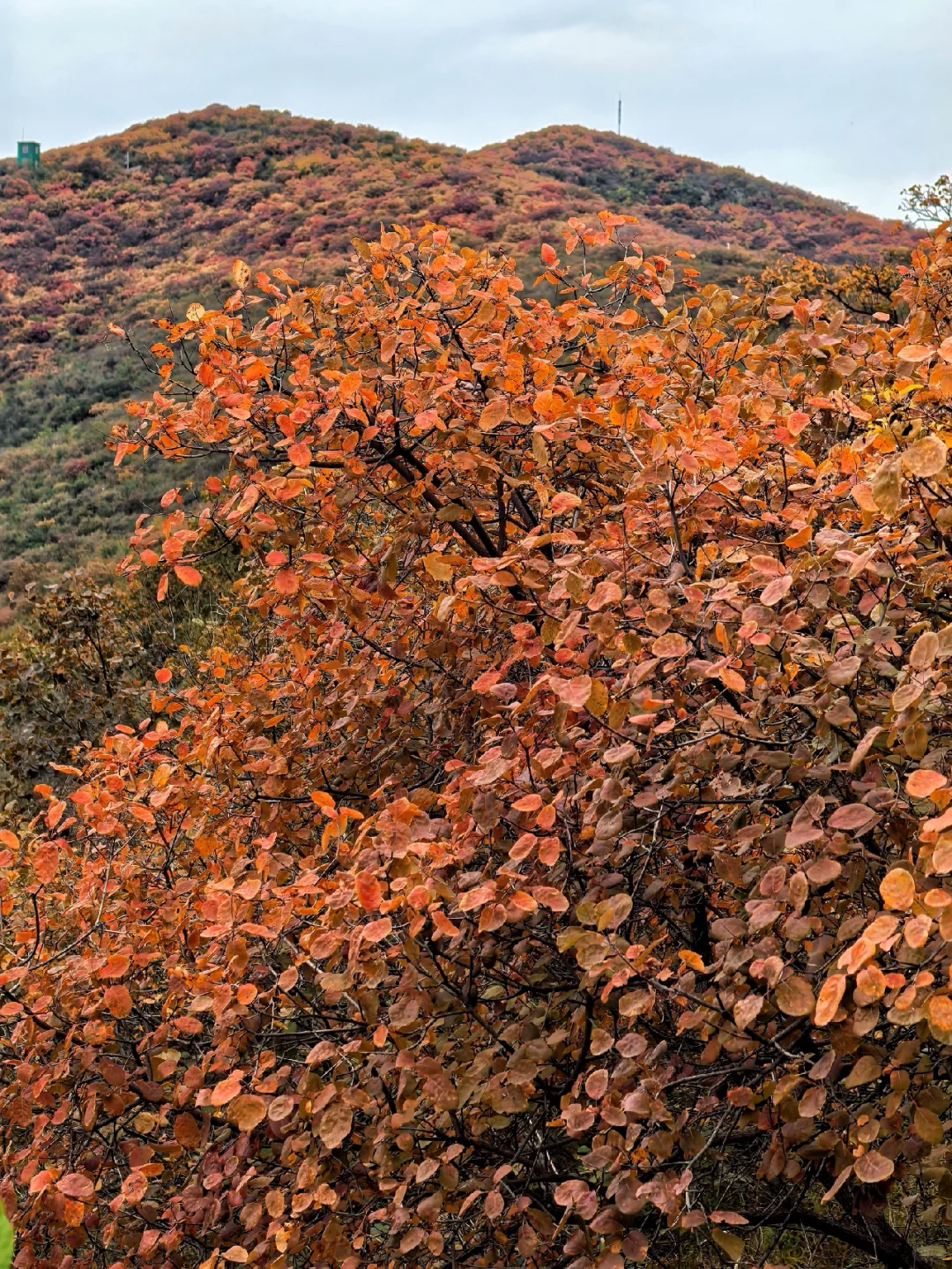 邯郸周边游：佛照山赏绝美红叶
