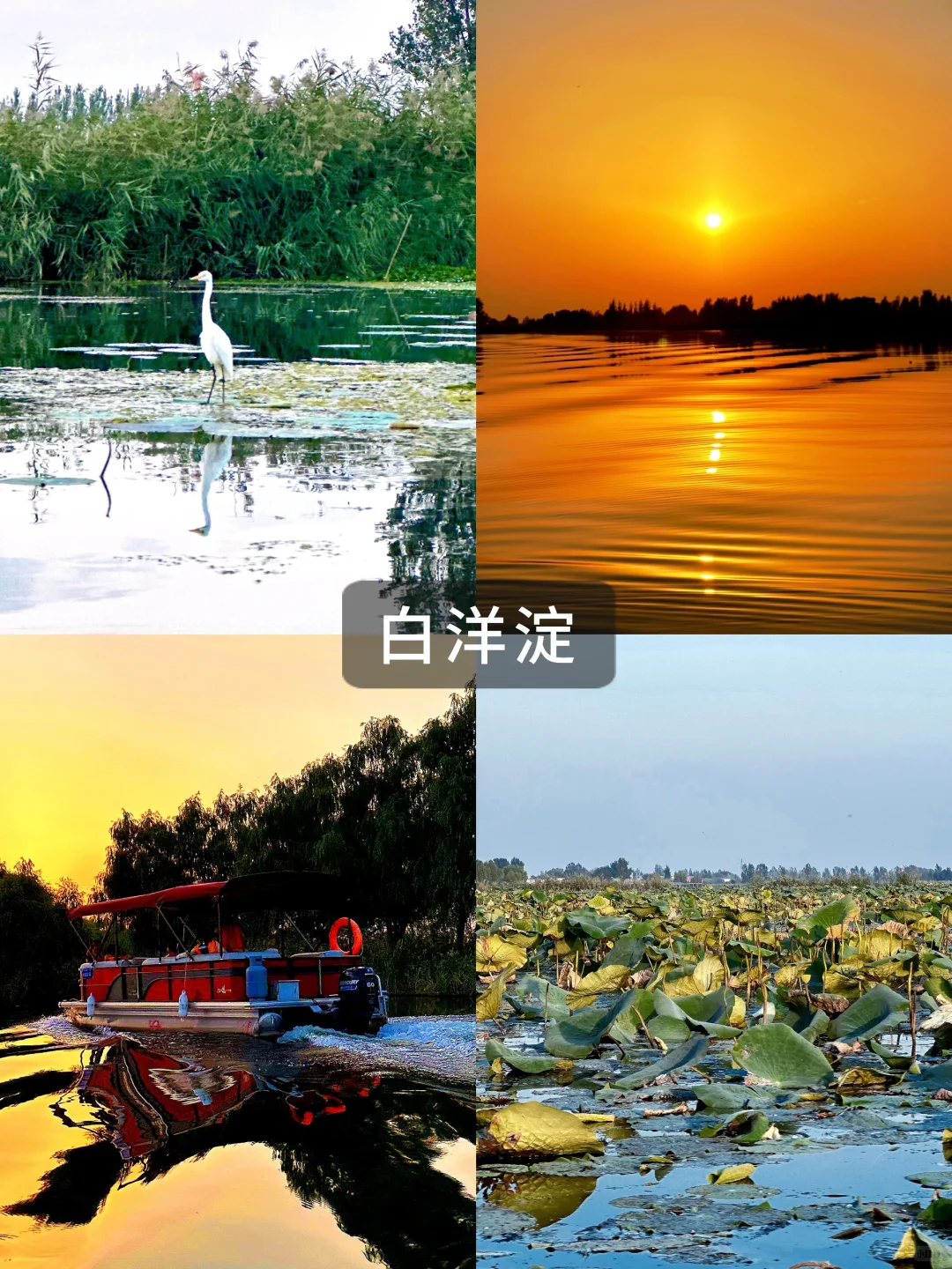 🌾别挤景区了❗️白洋淀的秋日遛娃才惬意🚤