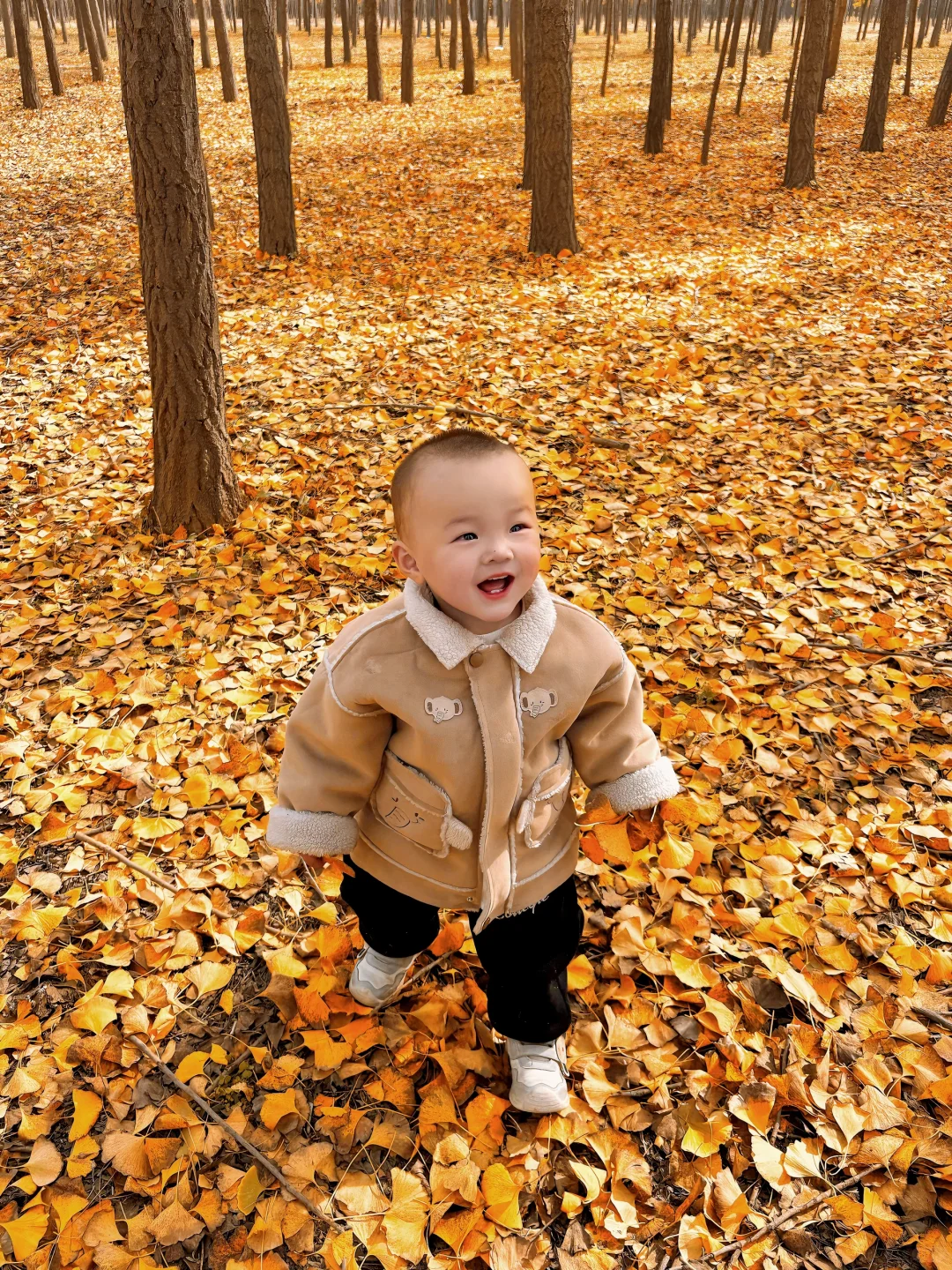 11.5邯郸银杏林今日实况，真的太美了～