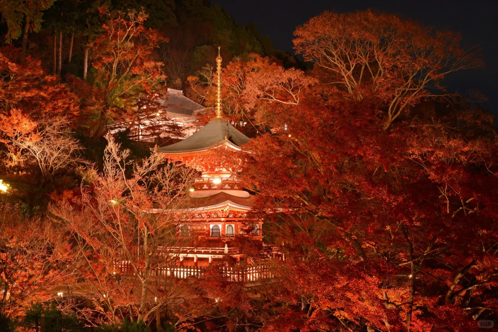 【大阪红叶秘境🍁】一起去勝尾寺夜访红叶