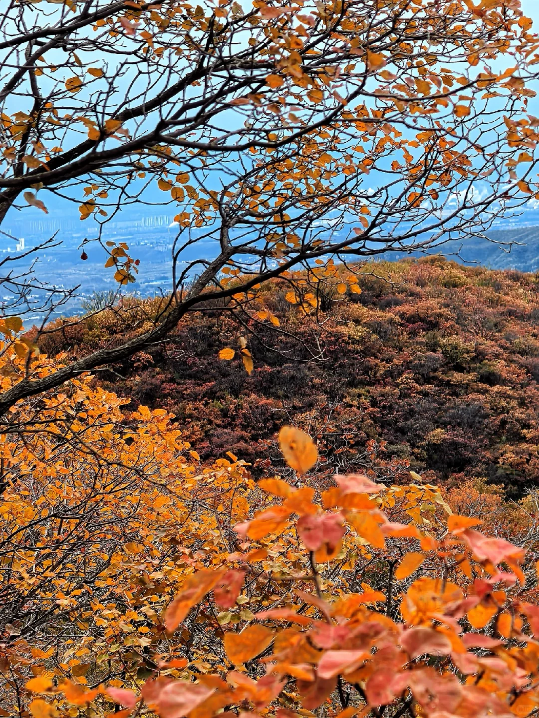 邯郸周边游：佛照山赏绝美红叶