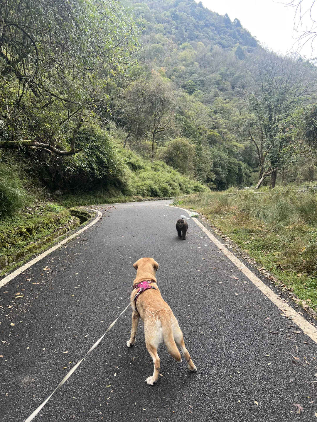 带狗狗去喇叭河的注意了⚠️看完这篇不踩雷