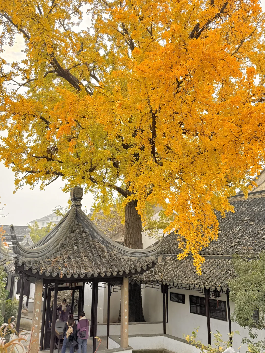 18张live图🍁告诉你苏州秋天有多美！！！！！！！