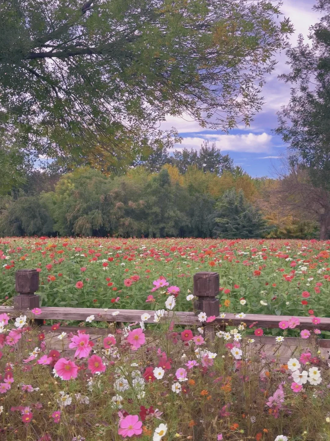 10.17实况 📍奥森的秋天好像莫奈油画🍁💐