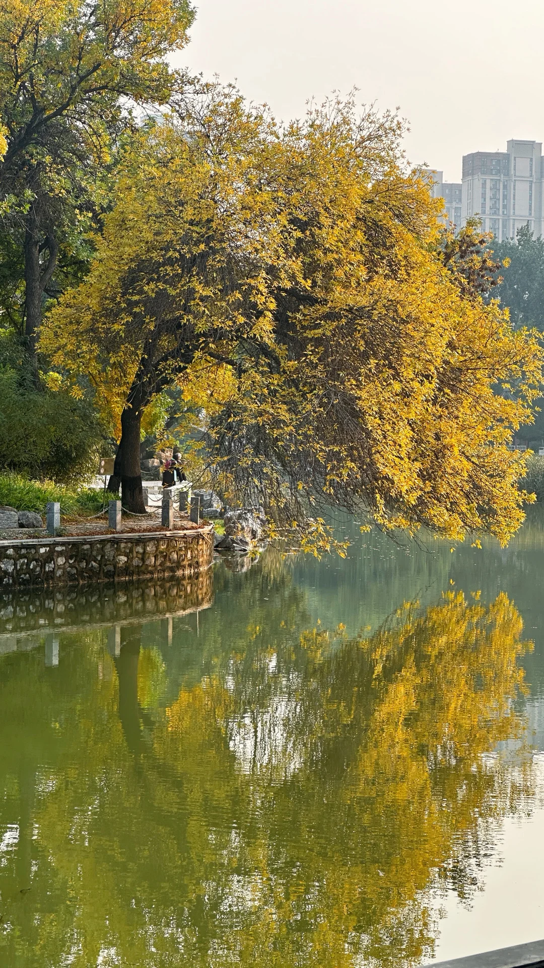 10.15实拍🍁石家庄这个公园的白蜡率先入秋