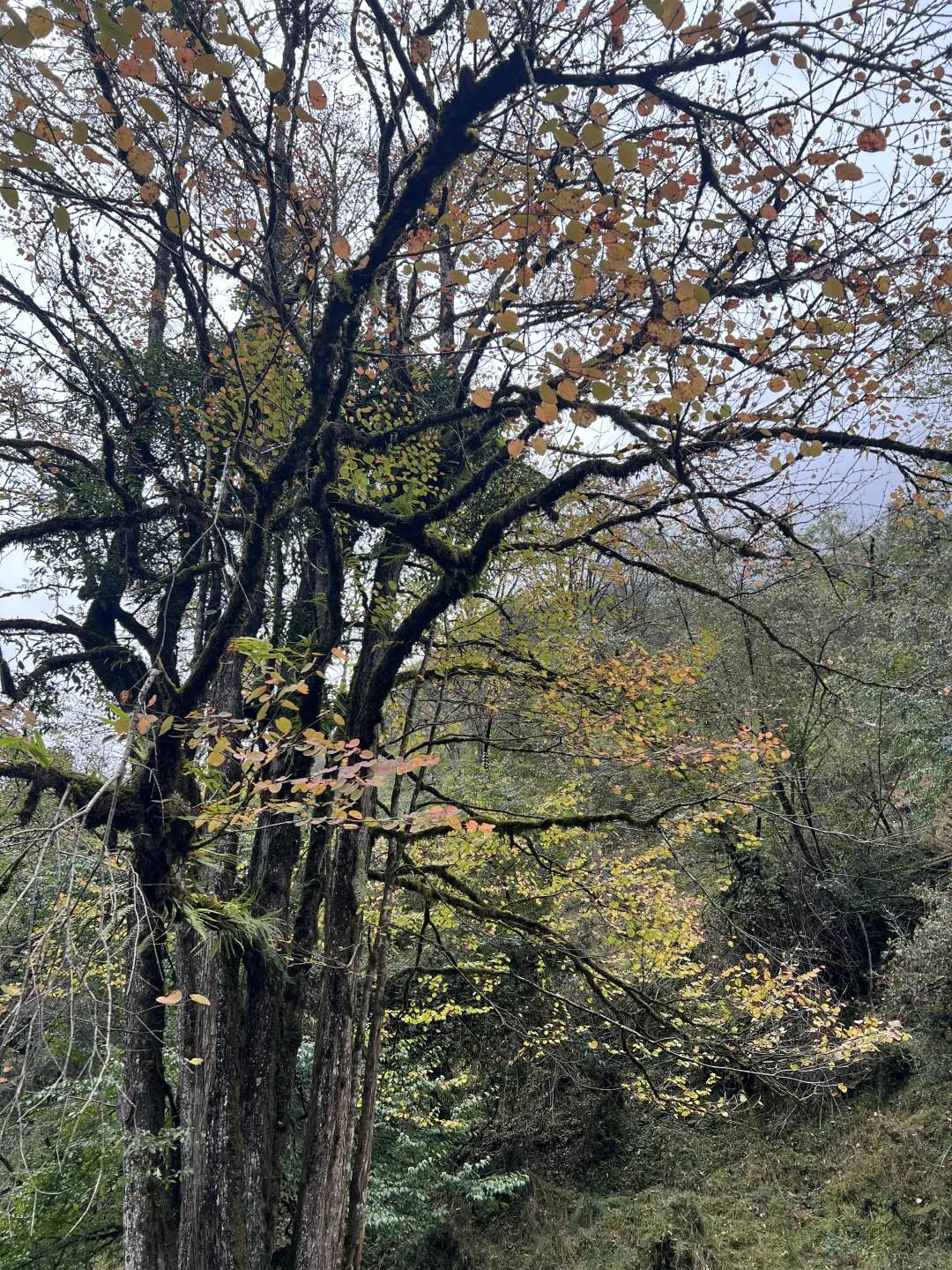 带狗狗去喇叭河的注意了⚠️看完这篇不踩雷