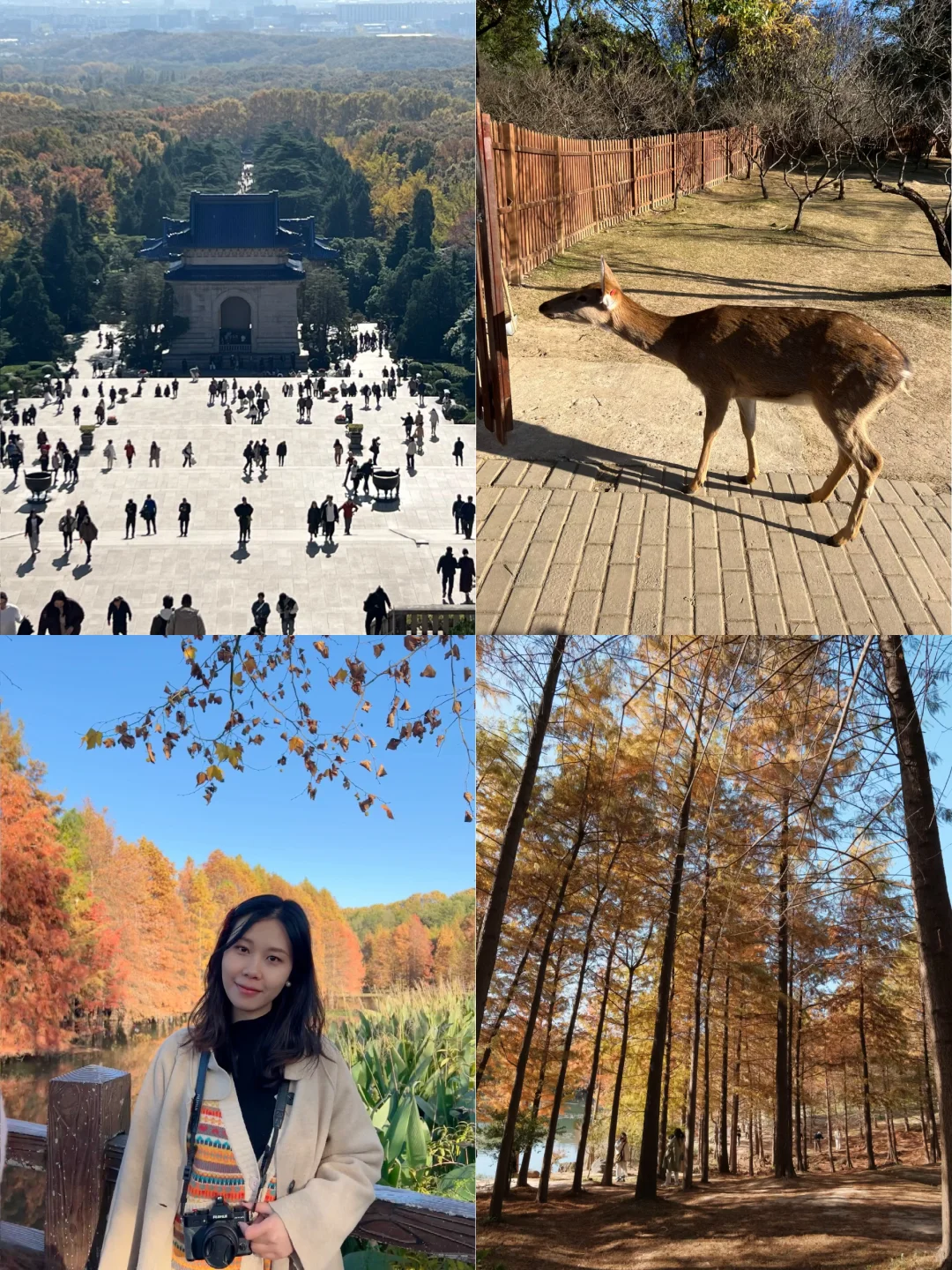 🍁南京四日游赏秋路线📍