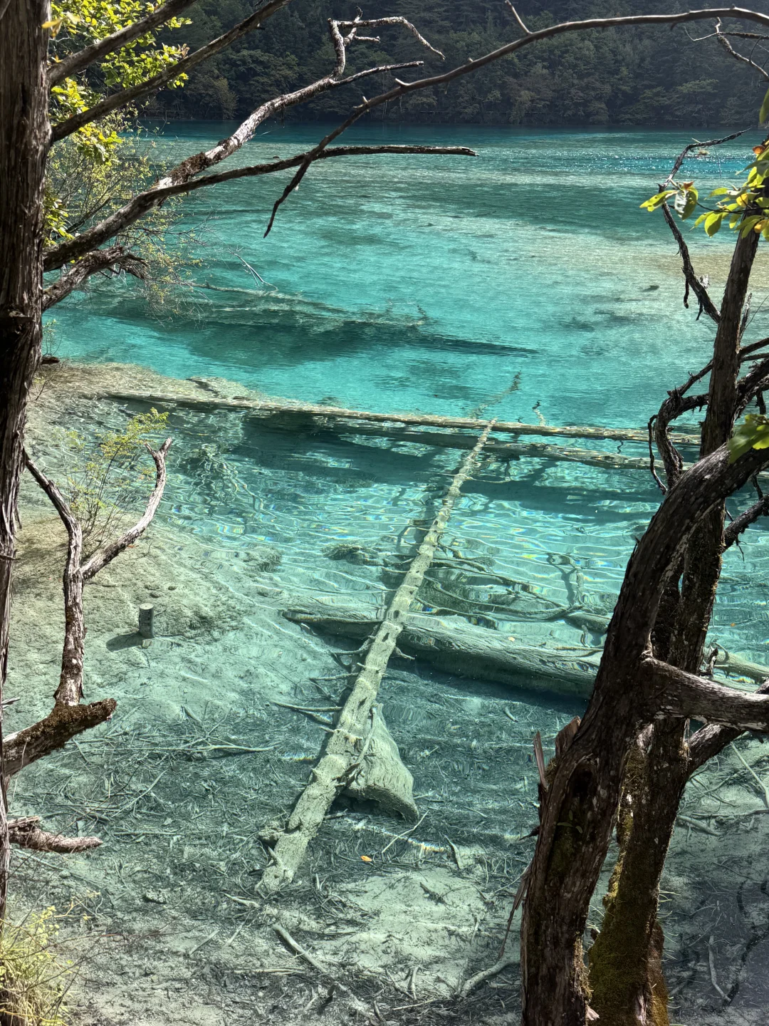 避开人流高峰的超美超详细九寨沟线路