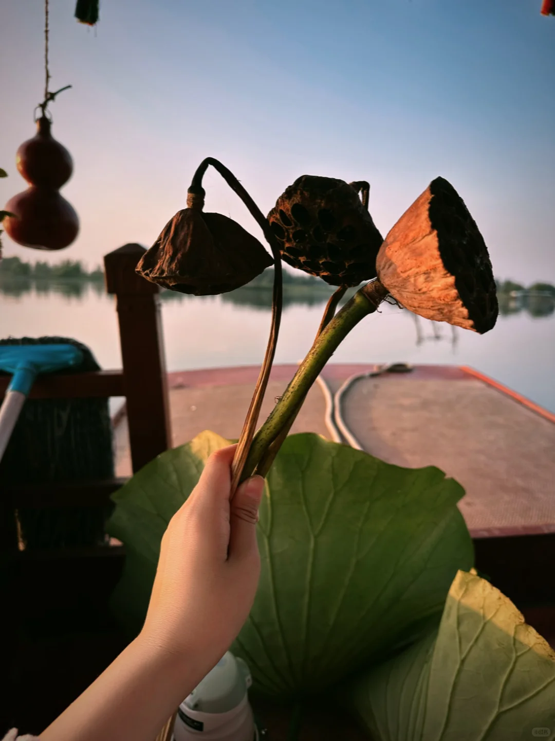 🌾别挤景区了❗️白洋淀的秋日遛娃才惬意🚤