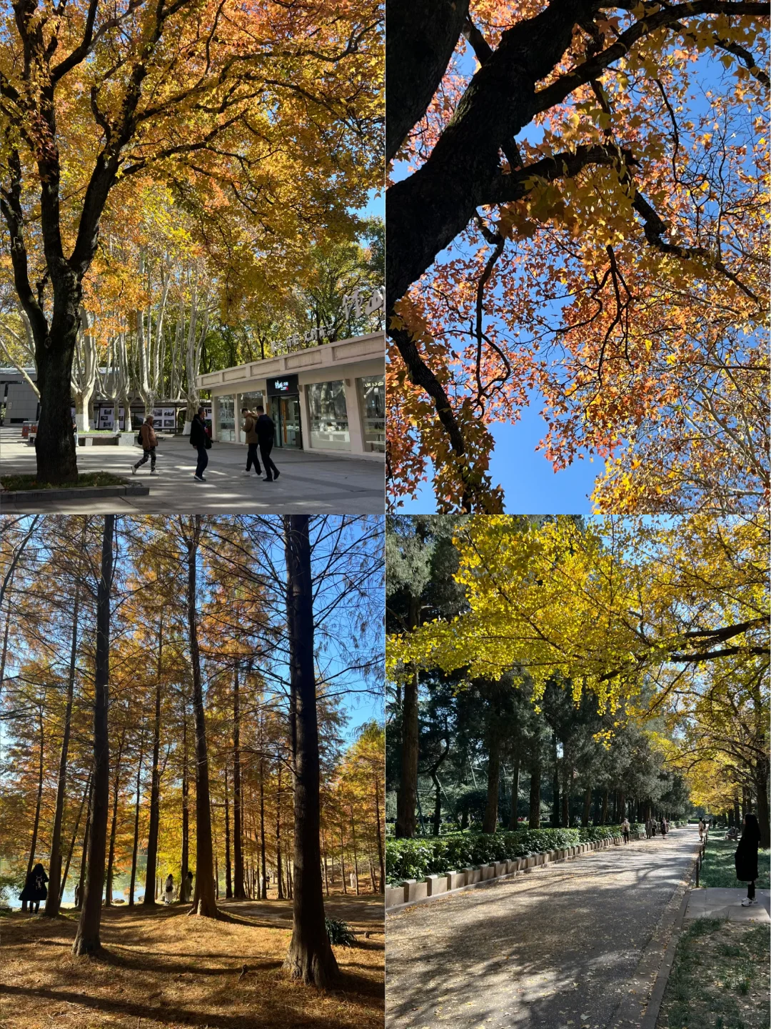 🍁南京四日游赏秋路线📍