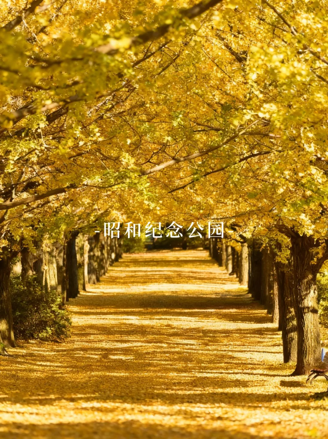 东京出发 | 2025高尾山红叶节🍁限定1日游