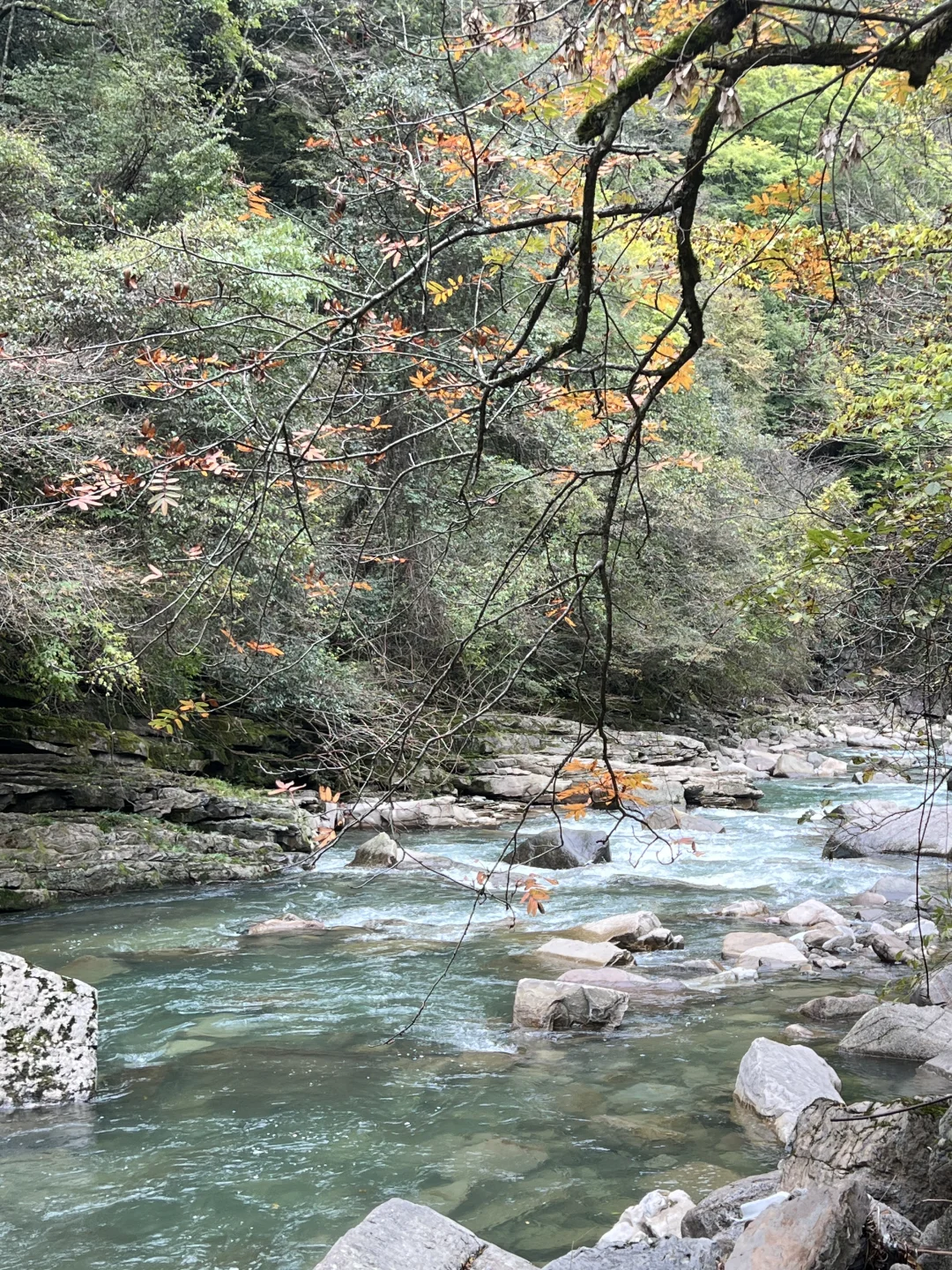 黎坪国家森林公园