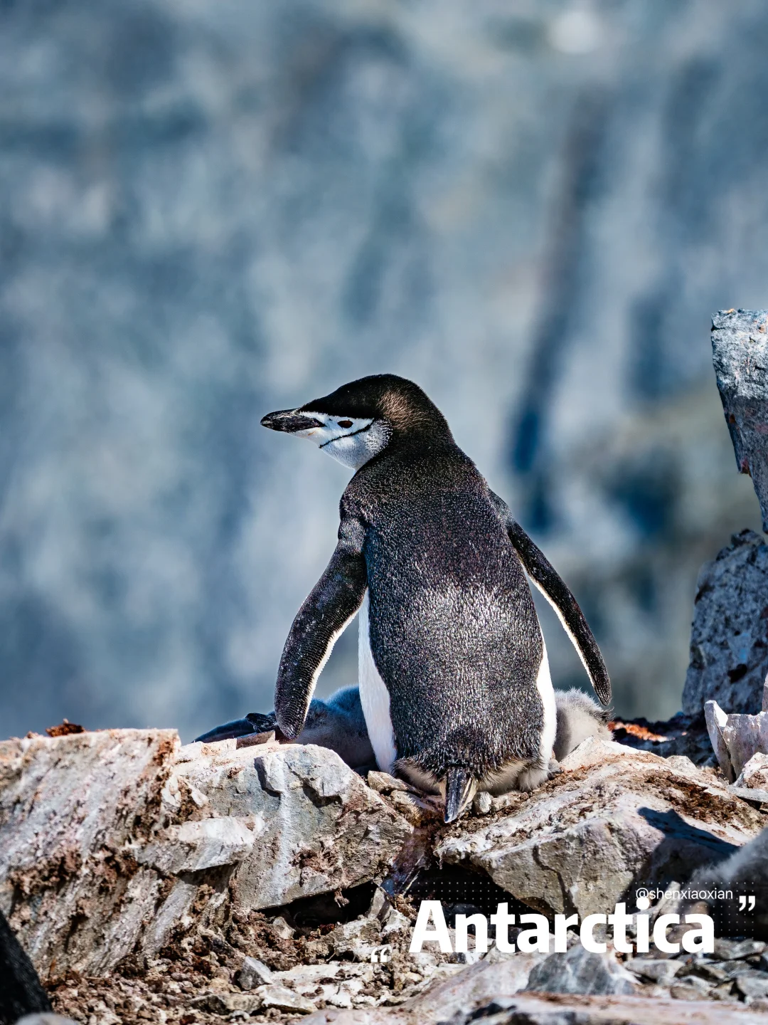 买了新手机，又花了15w，辞职去南极‼️