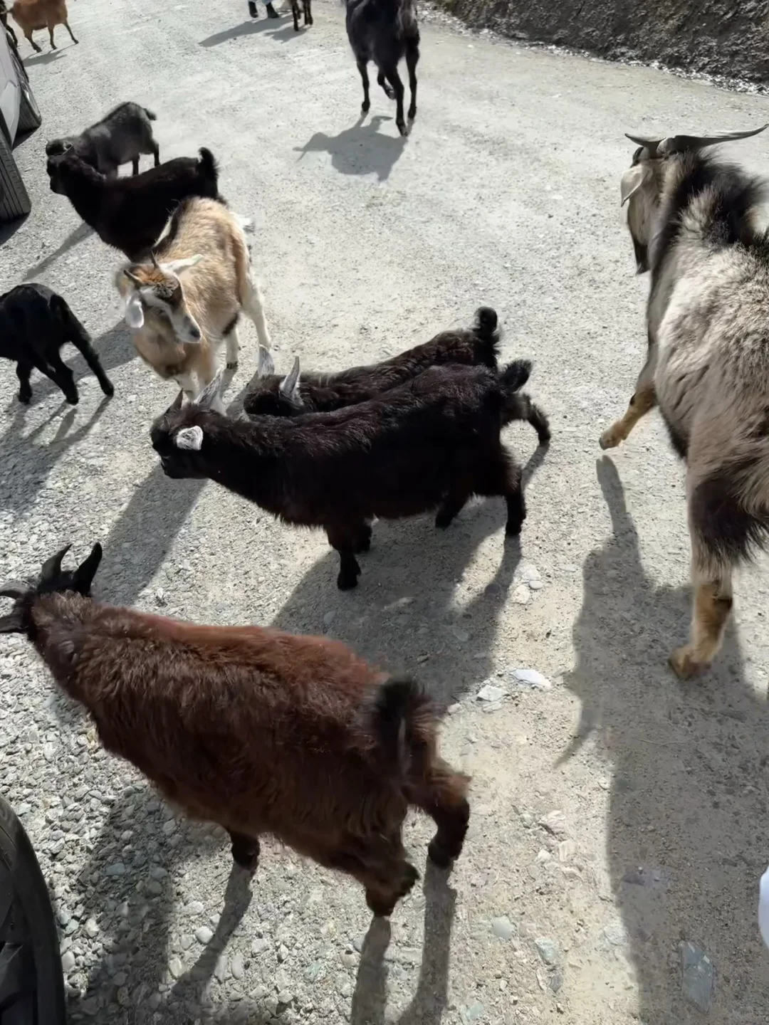 听xhs劝了，报了个新西兰半自由行团（无广