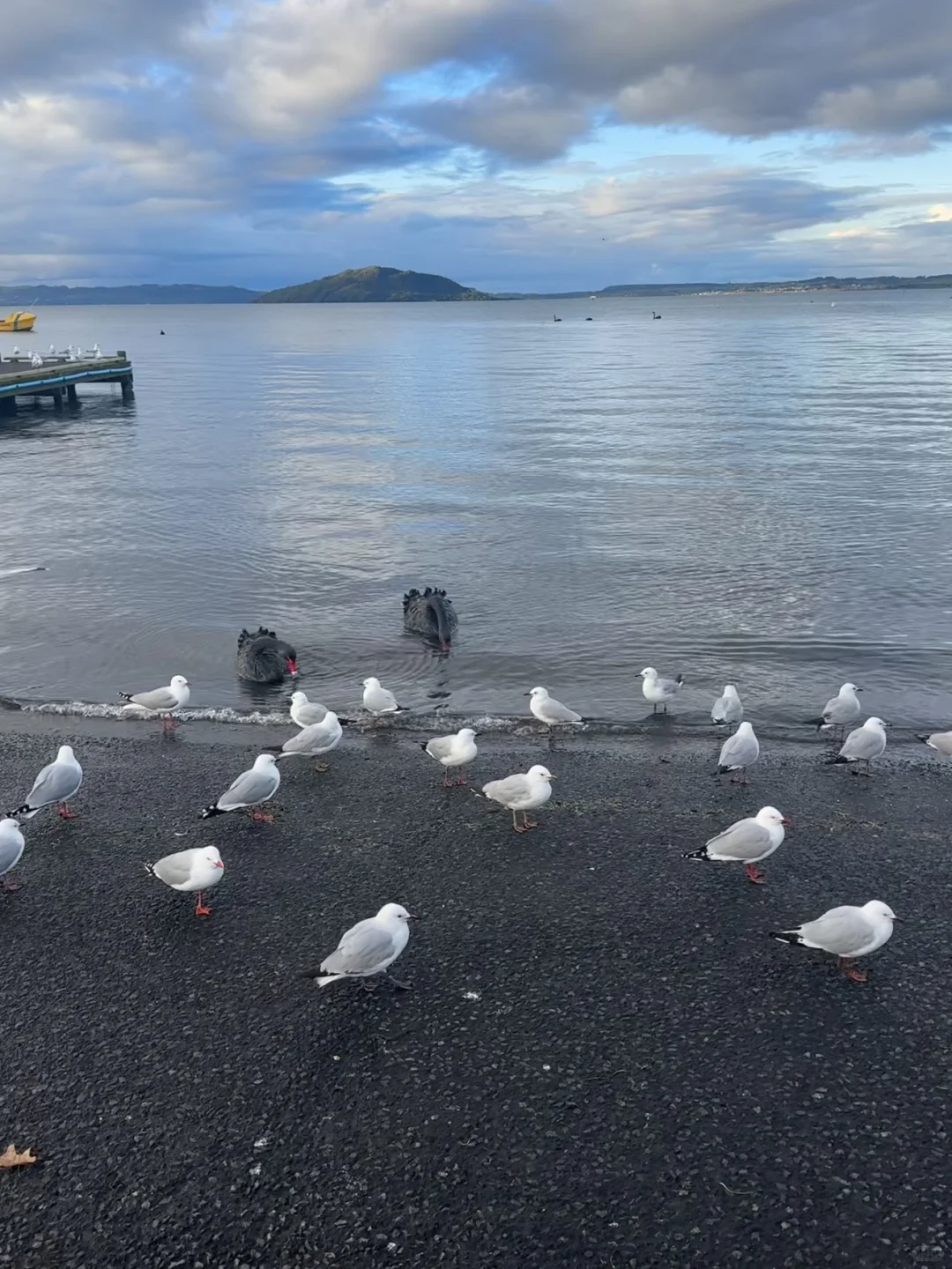 听xhs劝了，报了个新西兰半自由行团（无广