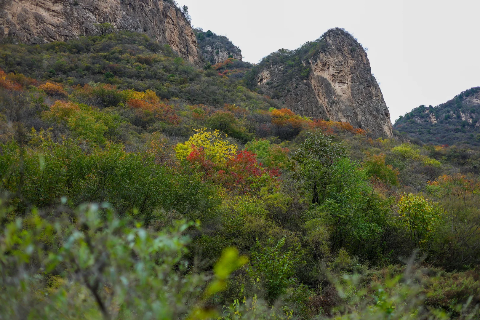 石家庄可以摘苹果，免费赏红叶的野山