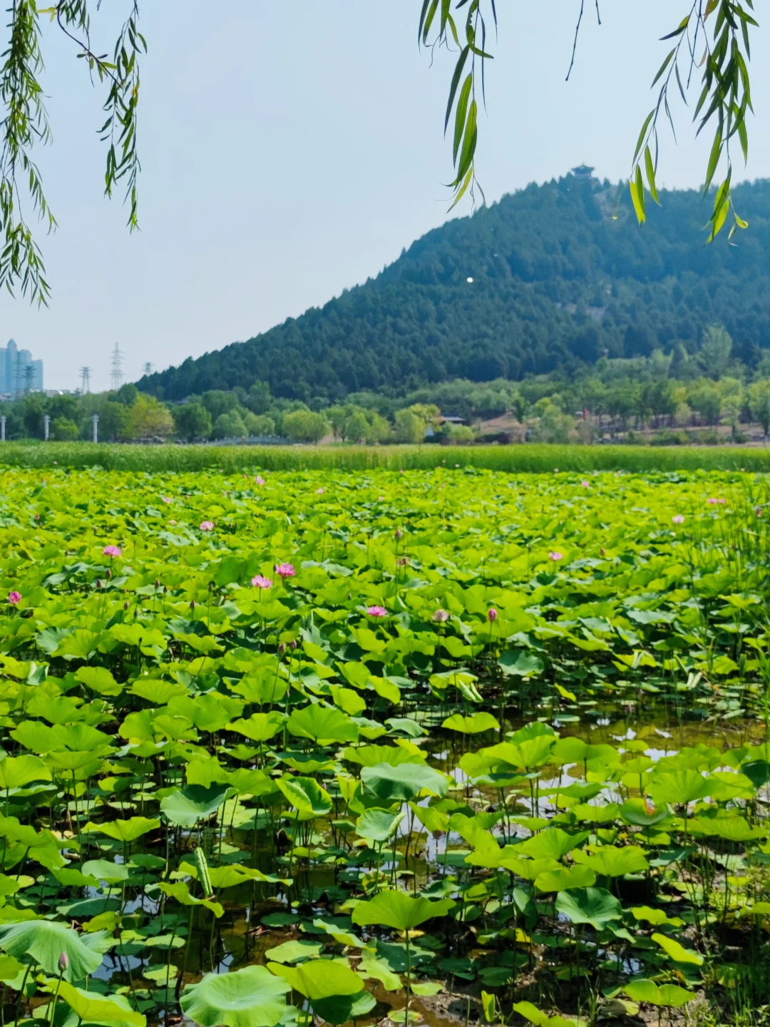 济南长清这个公园太好逛了!🌳附详细攻略