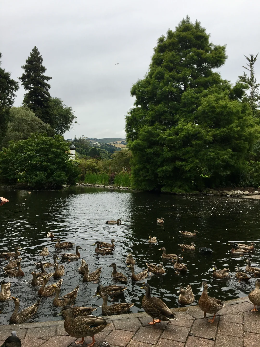 🇳🇿 新西兰达尼丁 Dunedin, New Zealand