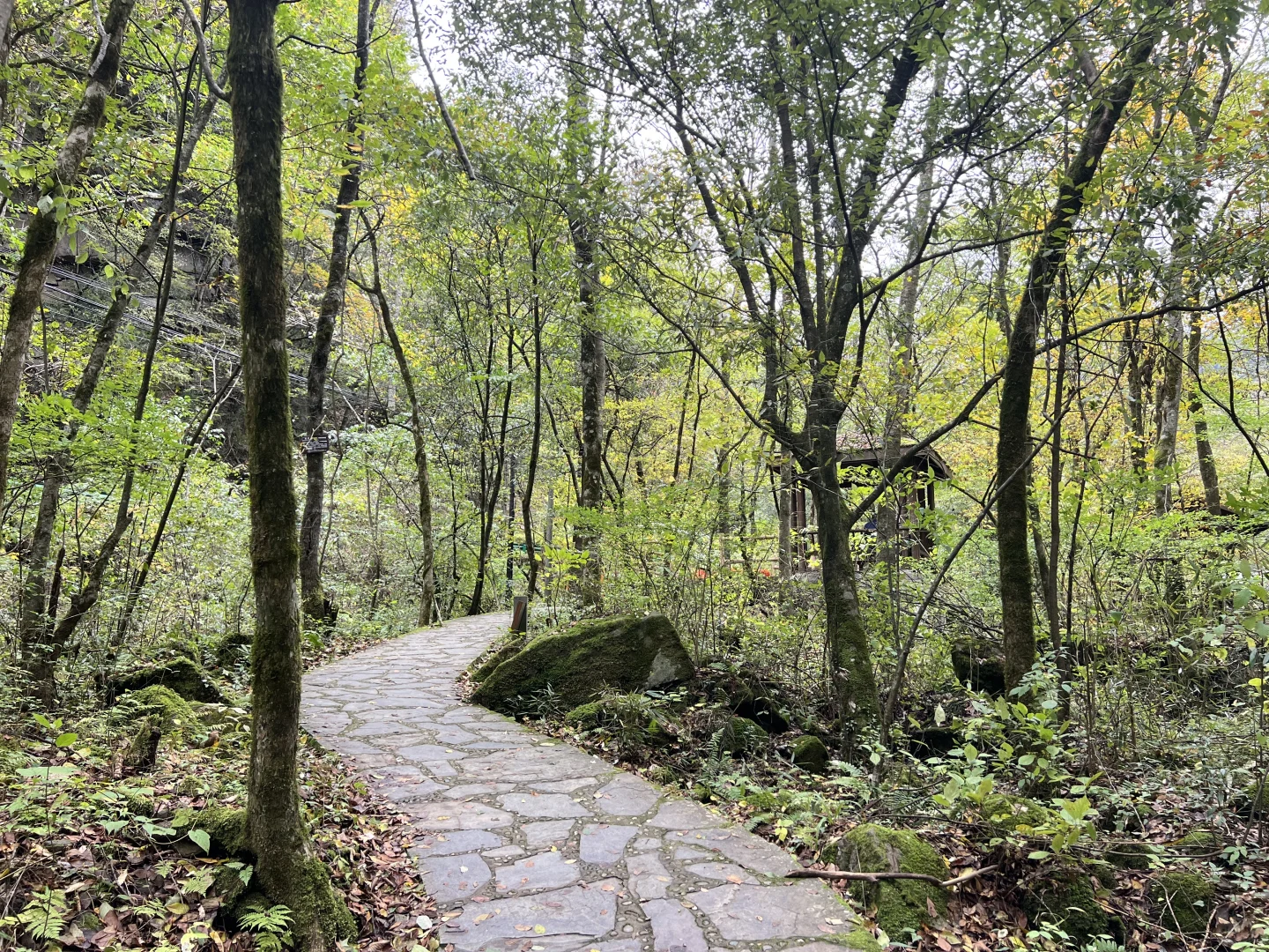 黎坪国家森林公园