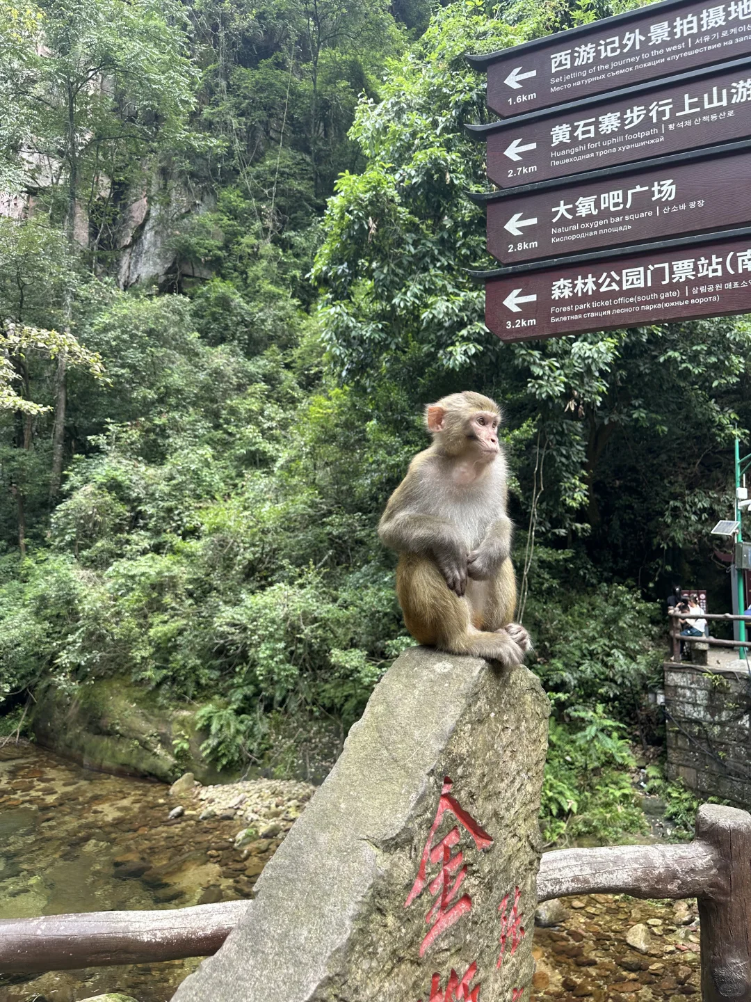 武陵源景区，最好玩的还是金鞭溪！