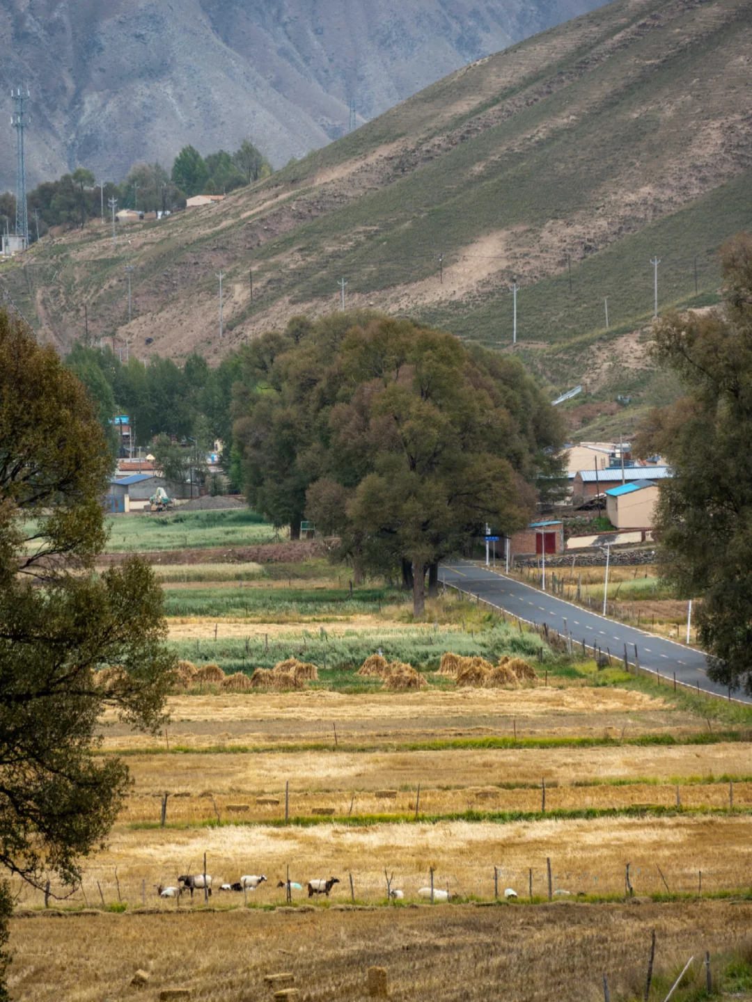 青甘环线｜这个村子真是美得犯规❗️