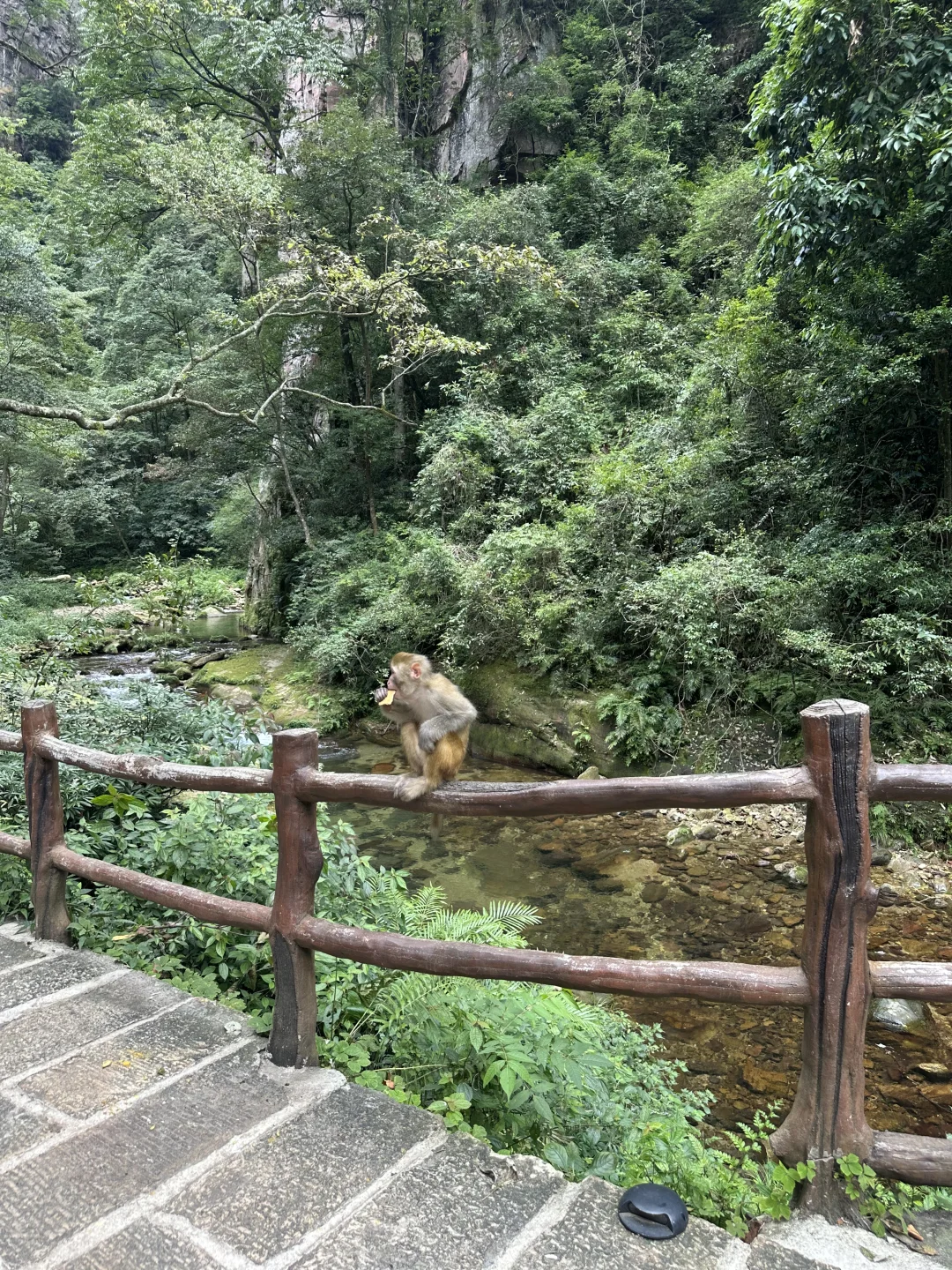 武陵源景区，最好玩的还是金鞭溪！
