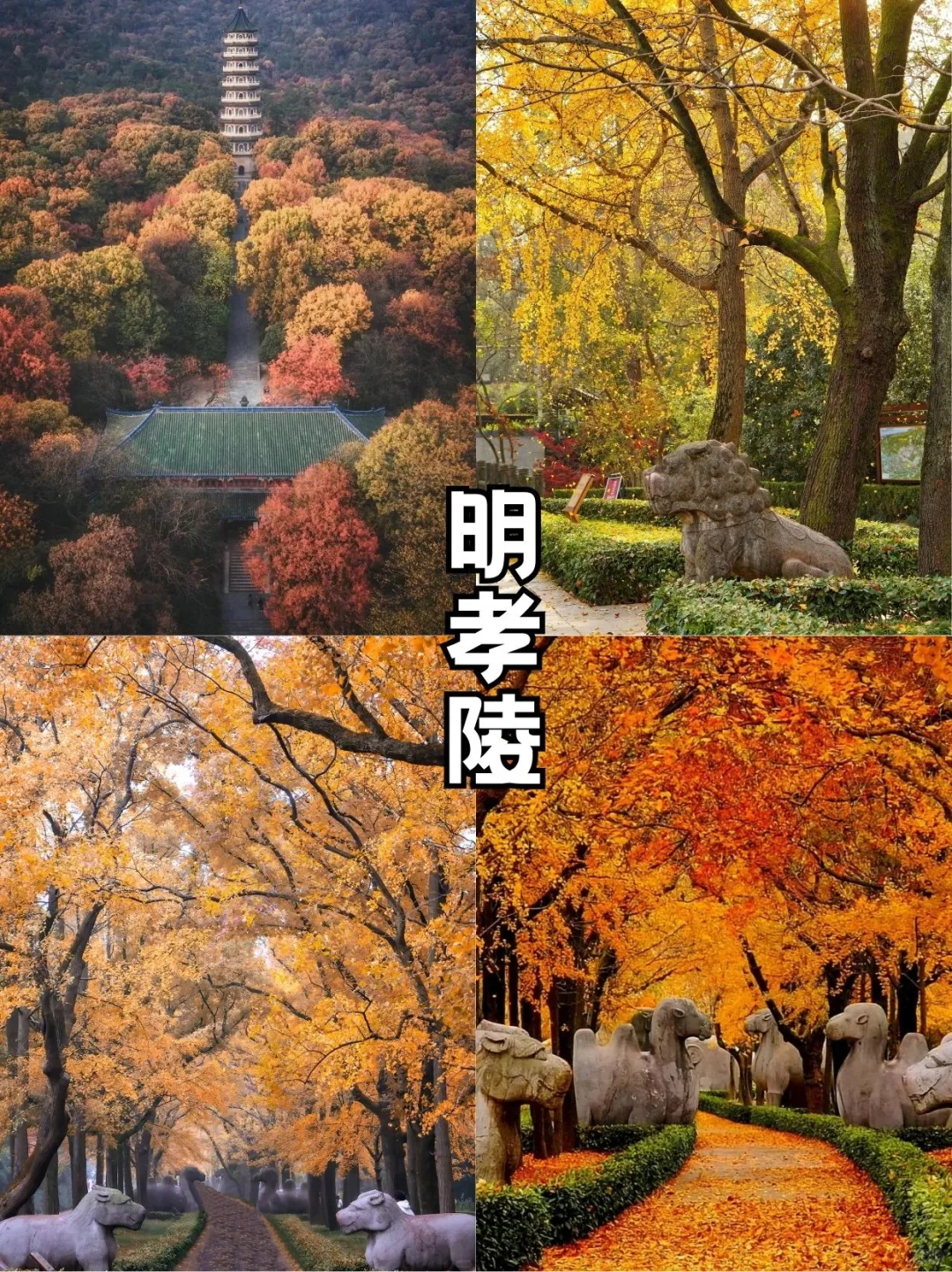 秋日金陵限定美景,错过再等一年!