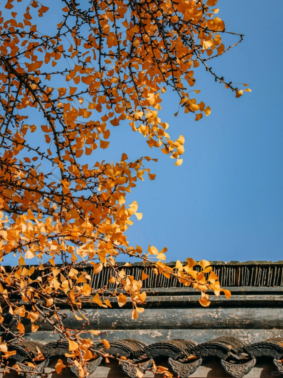 接下来南京栖霞山,将是国内赏秋天花板!