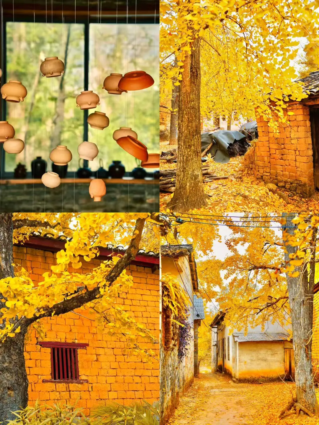 10月下旬迎来广西百万棵银杏蕞佳观赏期