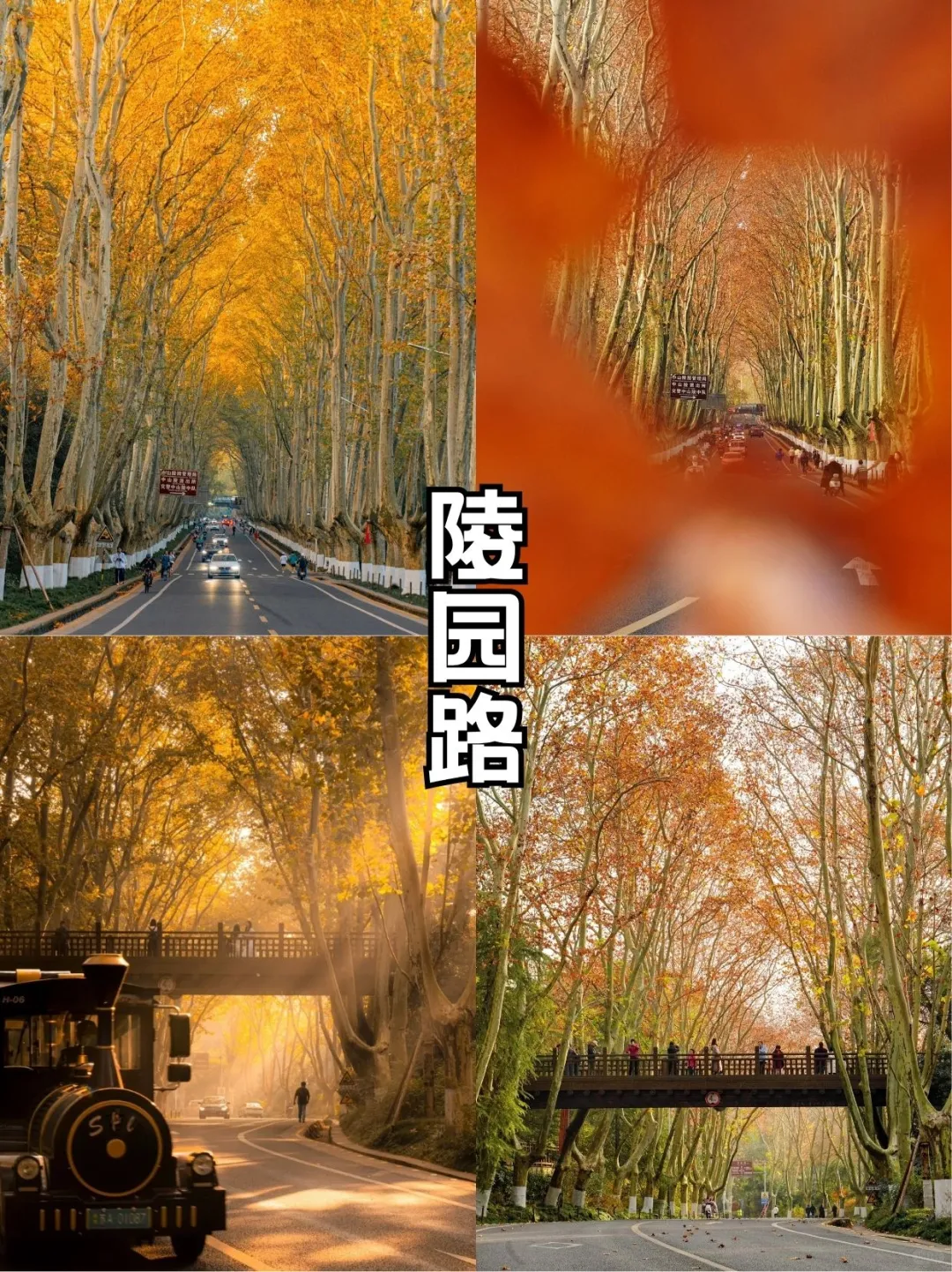 秋日金陵限定美景,错过再等一年!