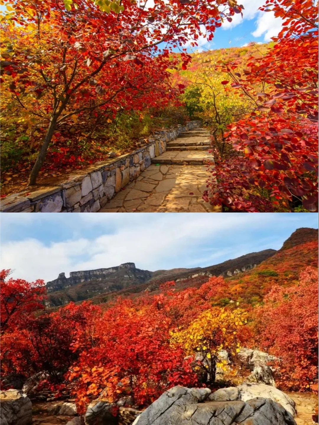 🍂坡峰岭红叶赏秋1日游 | 特价68元✨