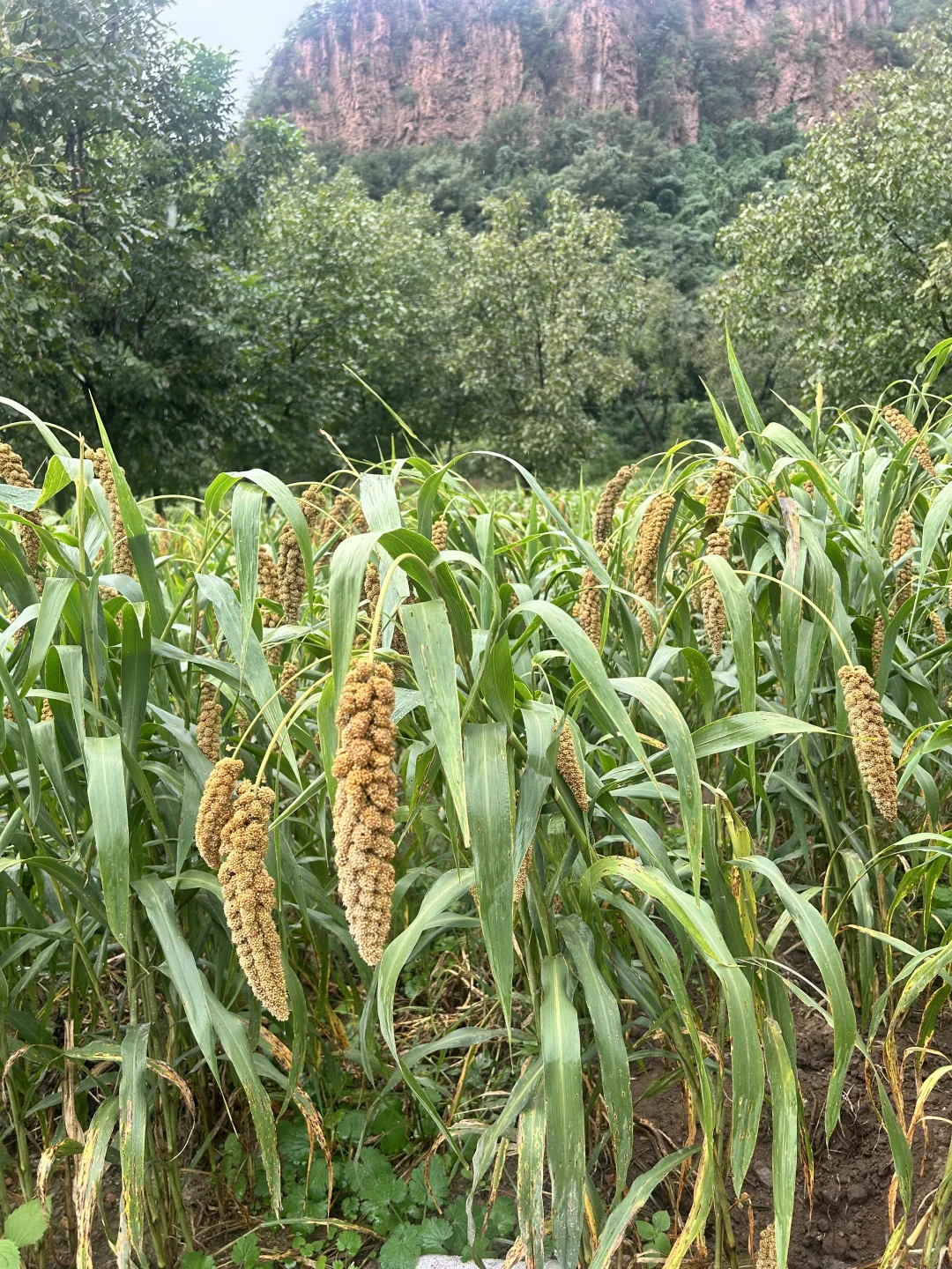 邯郸武安山李冀