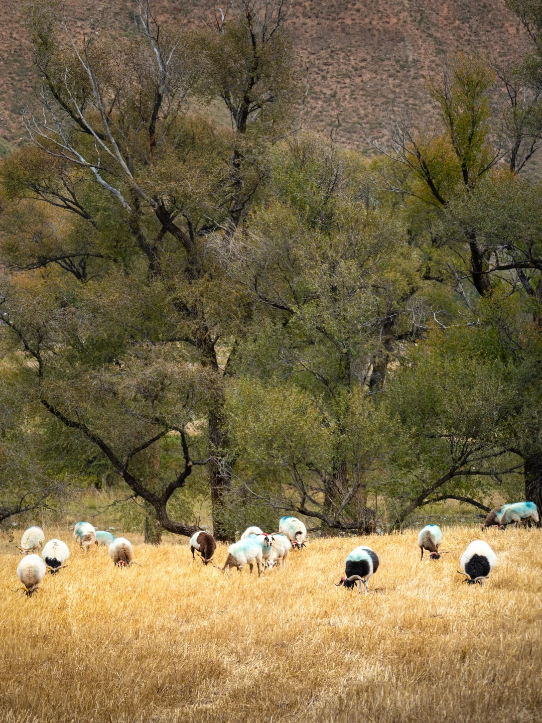 青甘环线｜这个村子真是美得犯规❗️