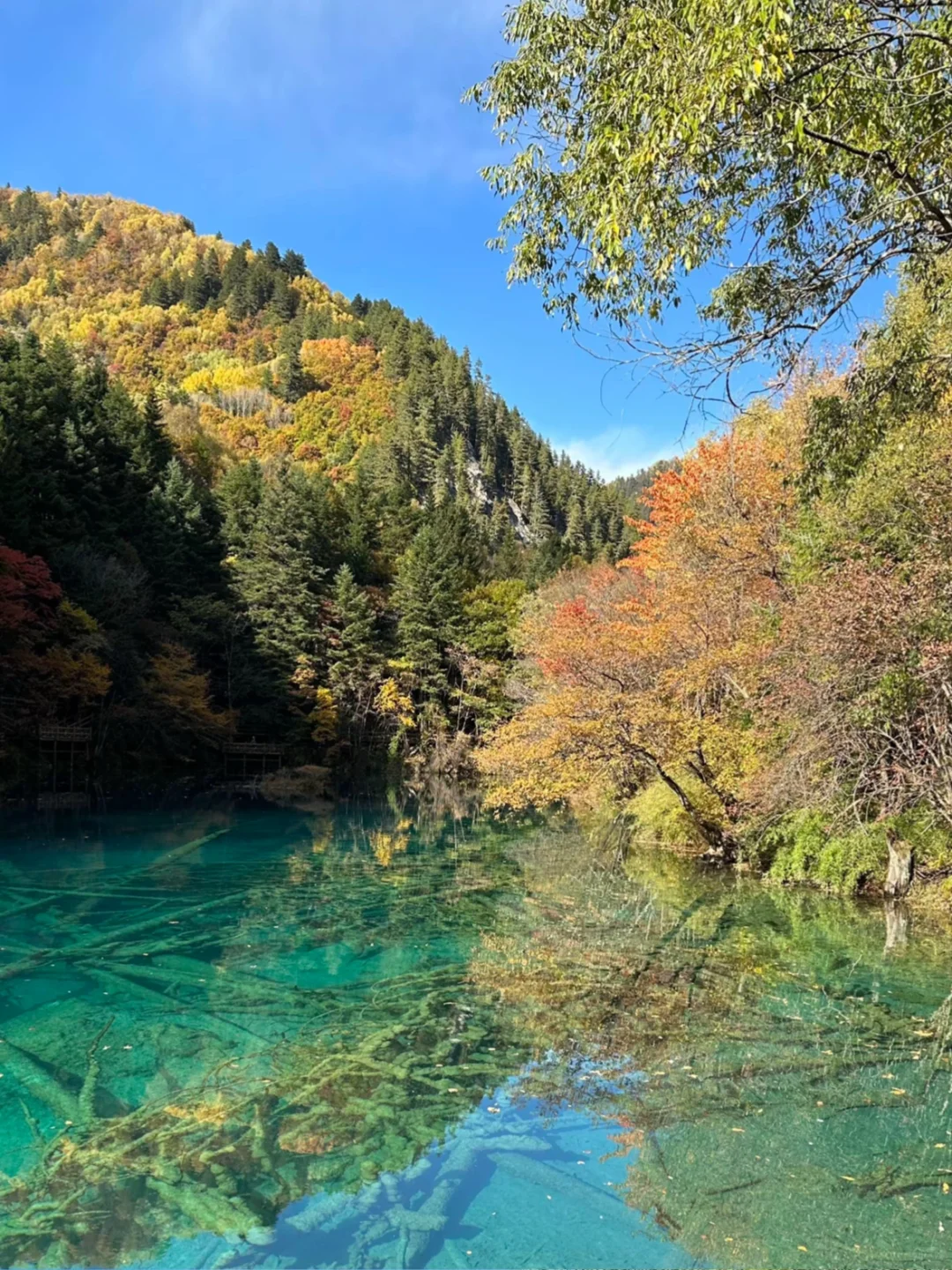 10-11月国内遛娃赏秋🍁不容错过的9大天花板