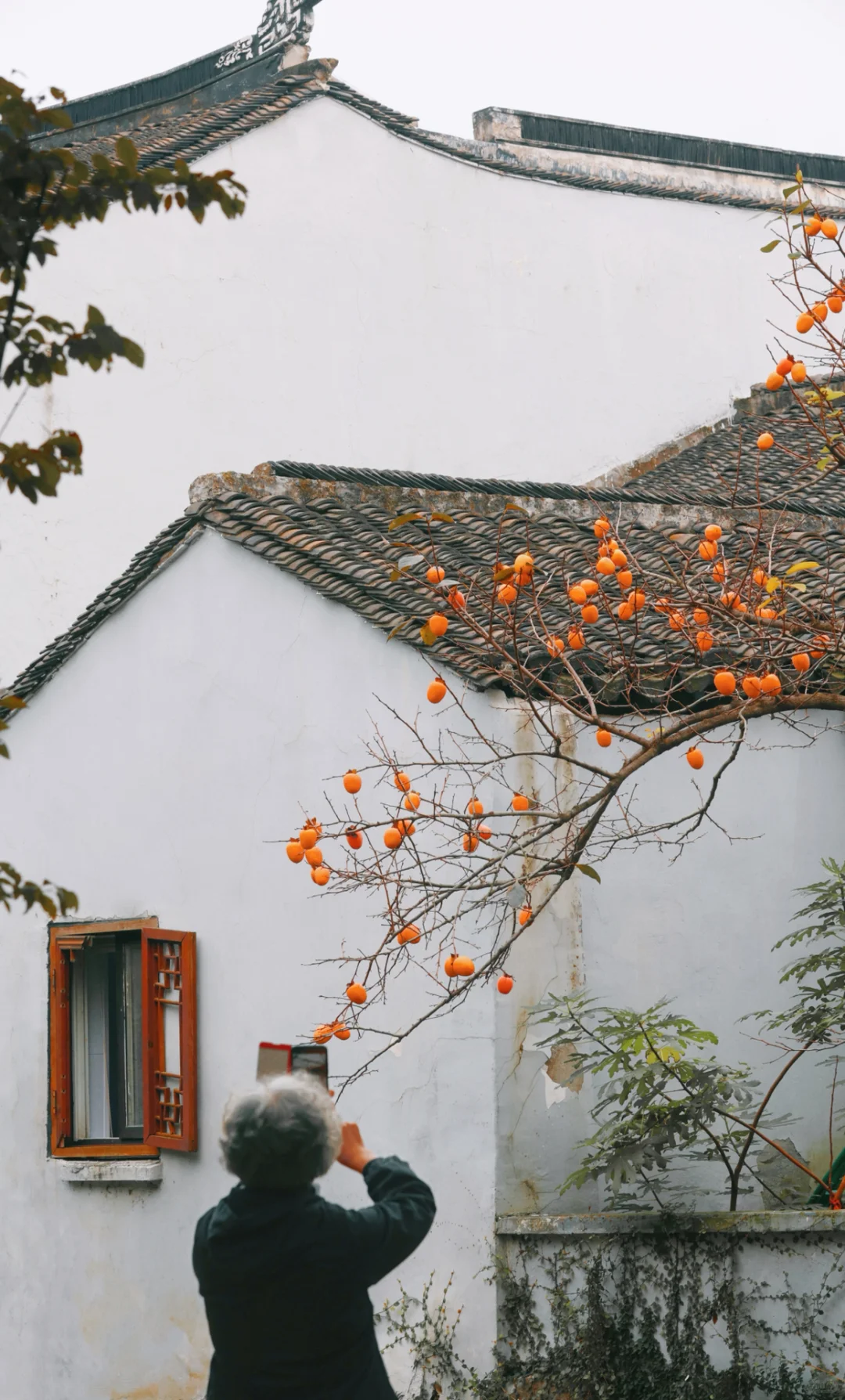 秋天的苏州就是江南旅游的天花板❗️不服来辩
