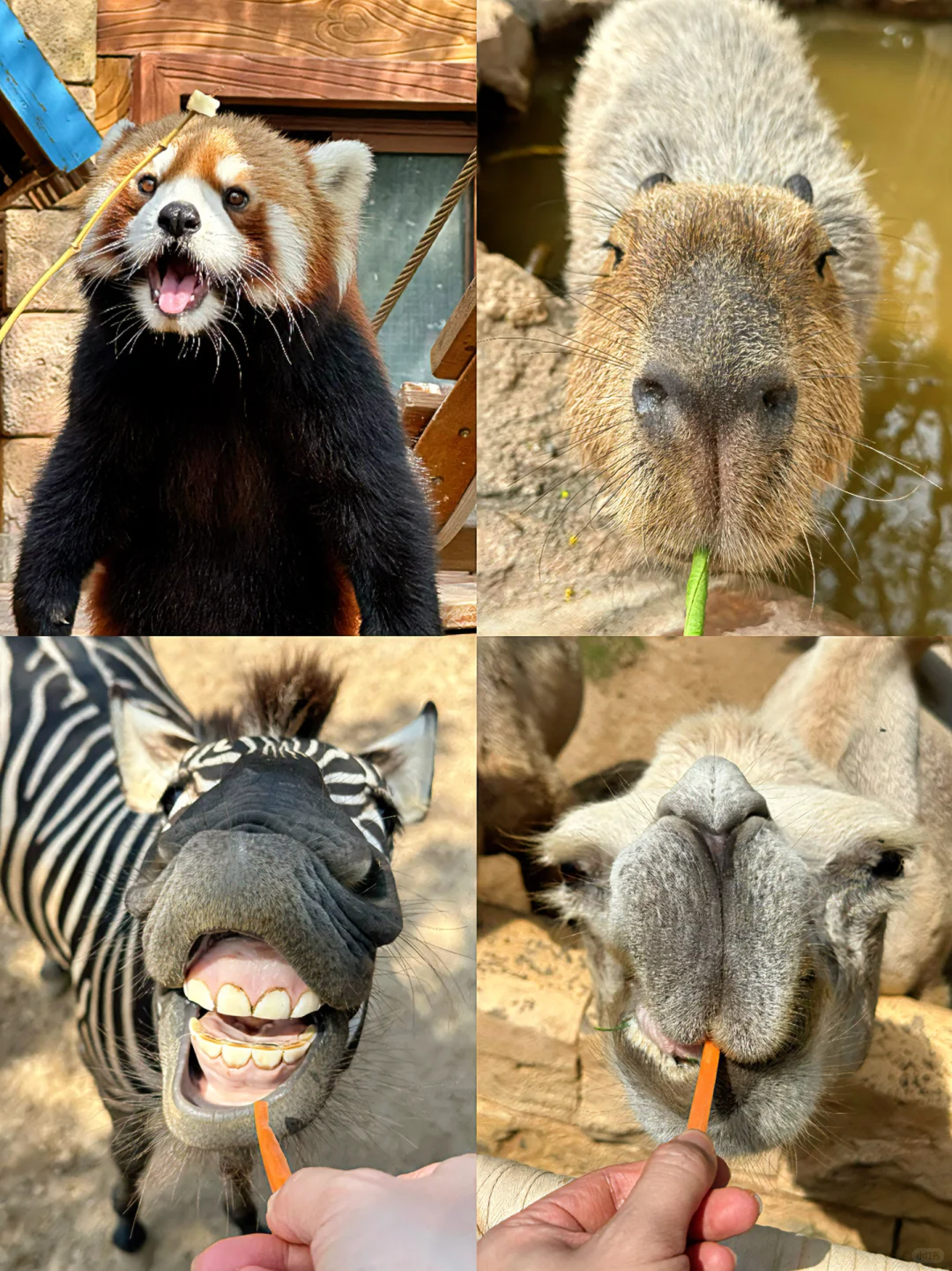 发朋友圈被问爆‼️真不是国外,在河南‼️