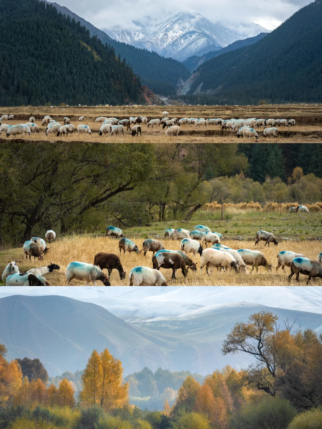 青甘环线｜这个村子真是美得犯规❗️