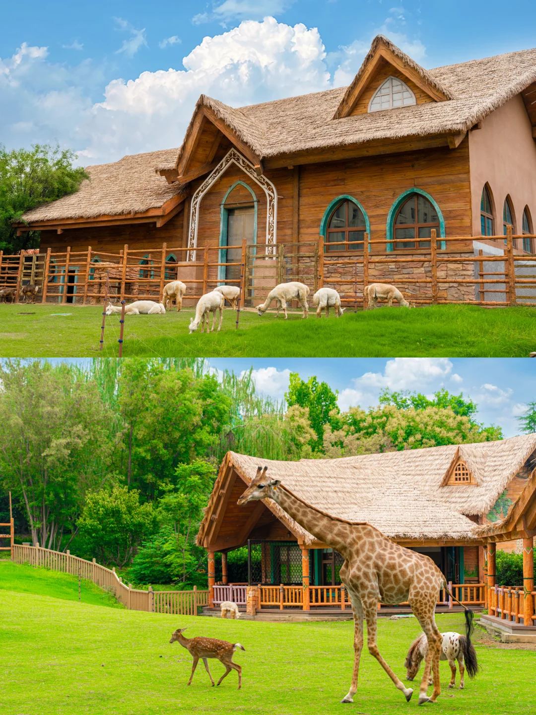 发朋友圈被问爆‼️真不是国外,在河南‼️