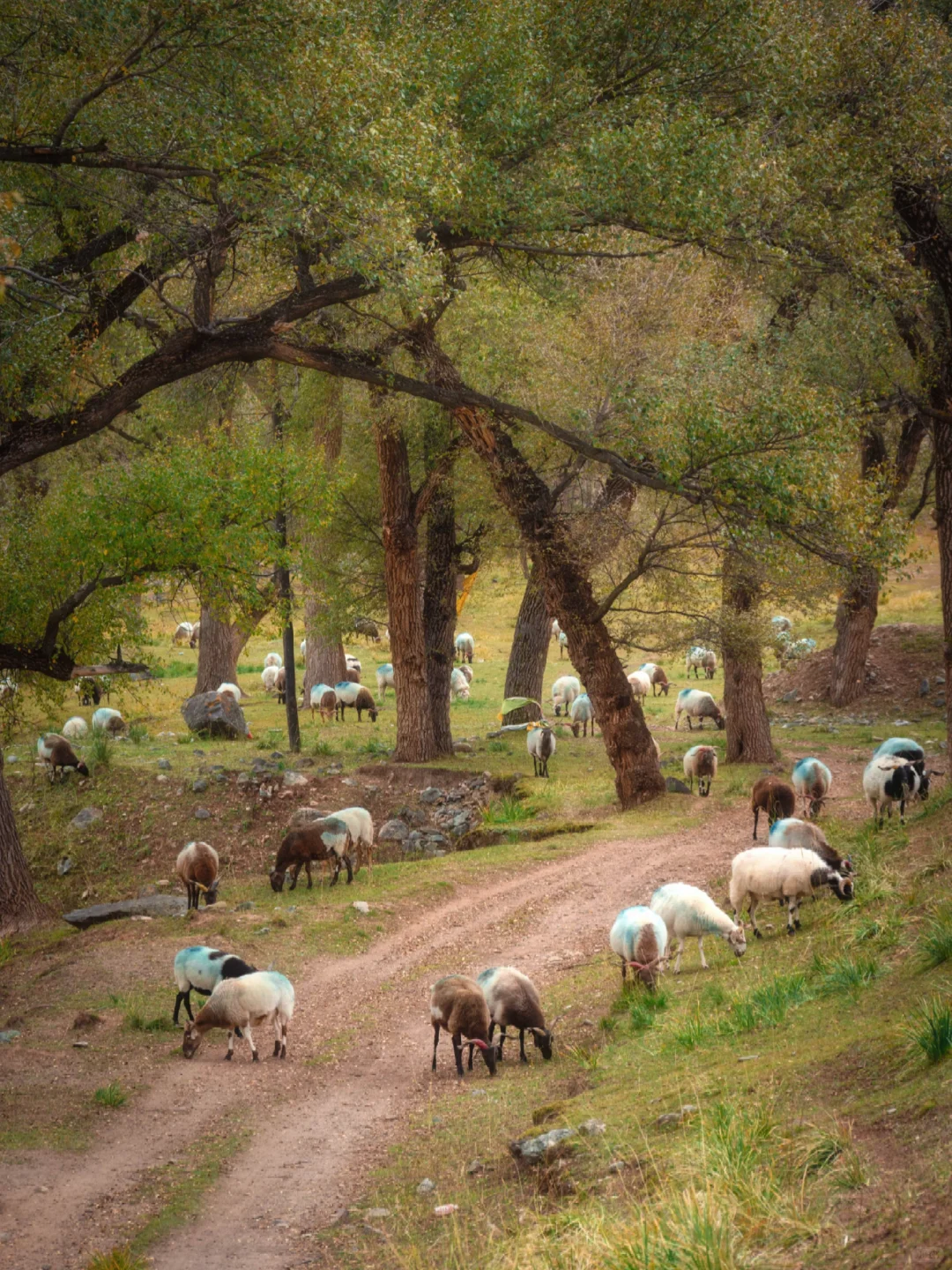 青甘环线｜这个村子真是美得犯规❗️