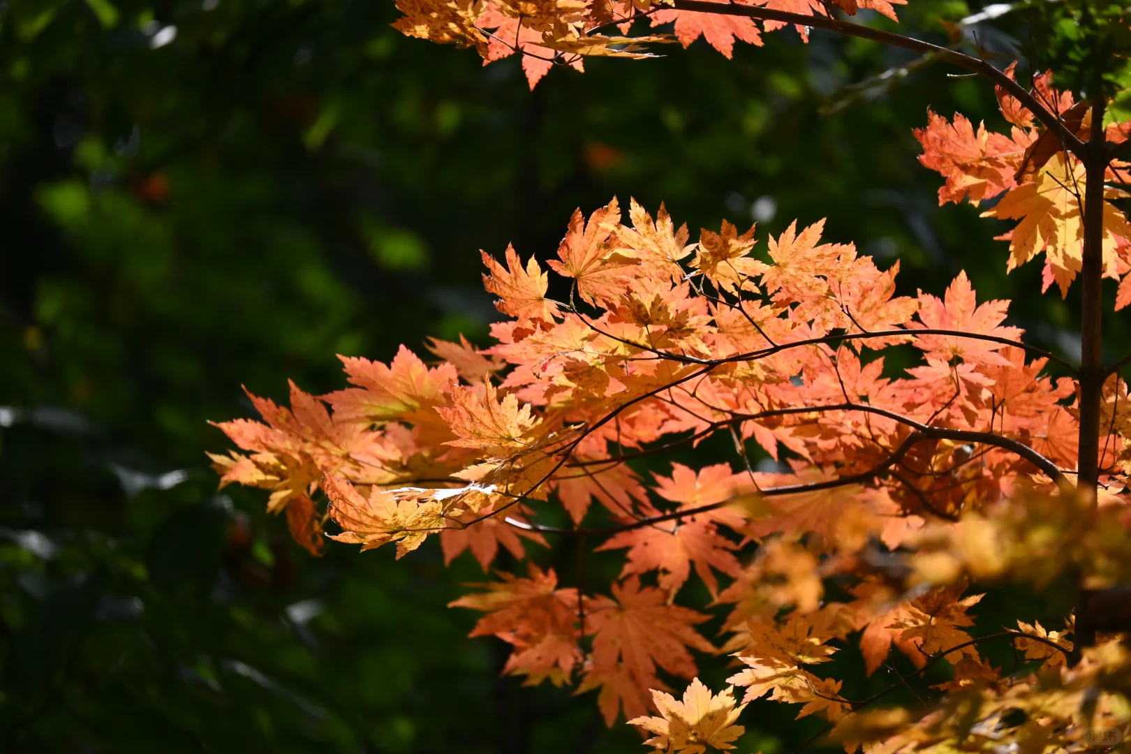 吉林通化龙湾景区游记