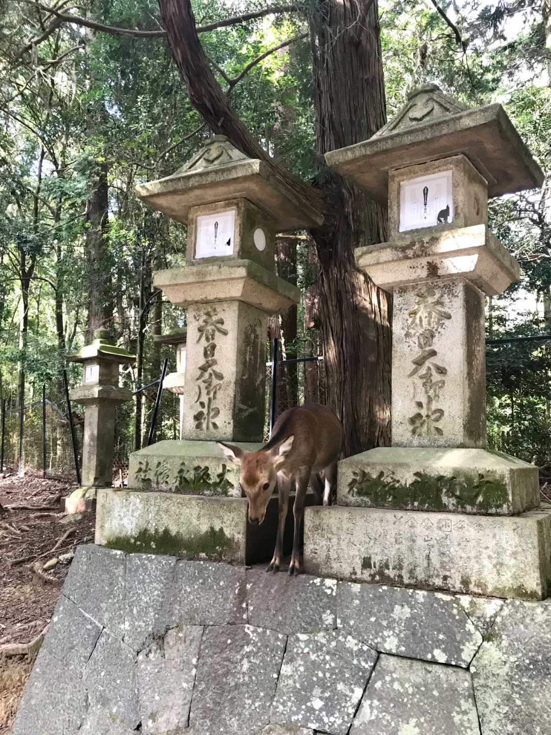 逛遍奈良景点只要一下午的旅游攻略来啦!