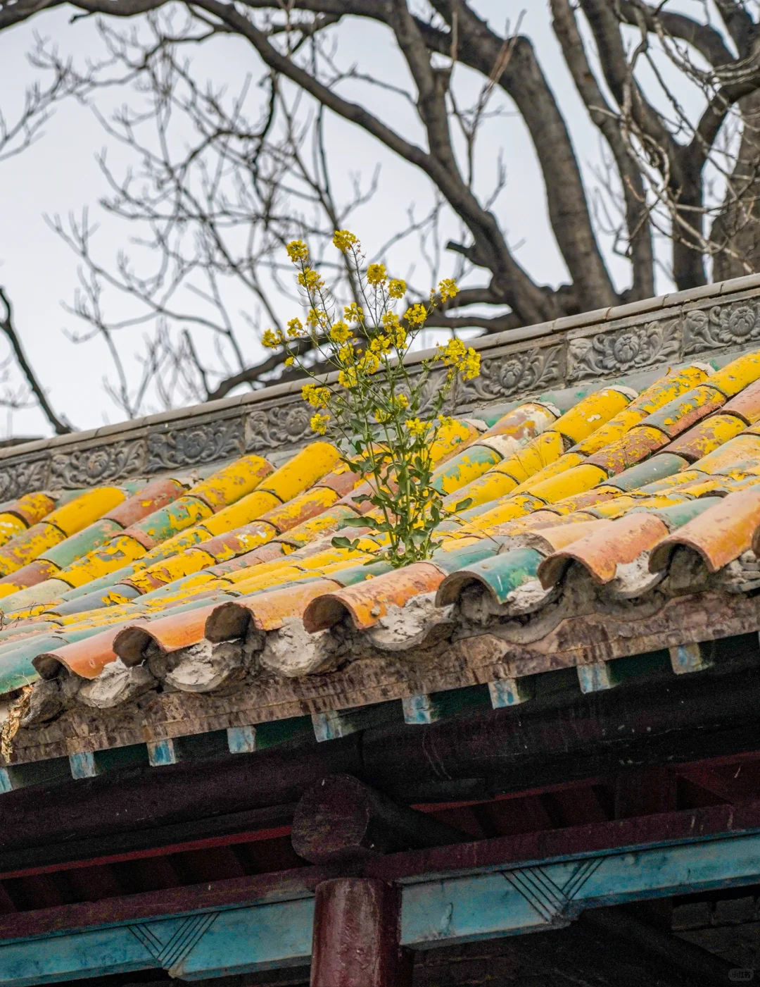 邺城三台|漳流南亩孟春深，雀落王墟野色侵