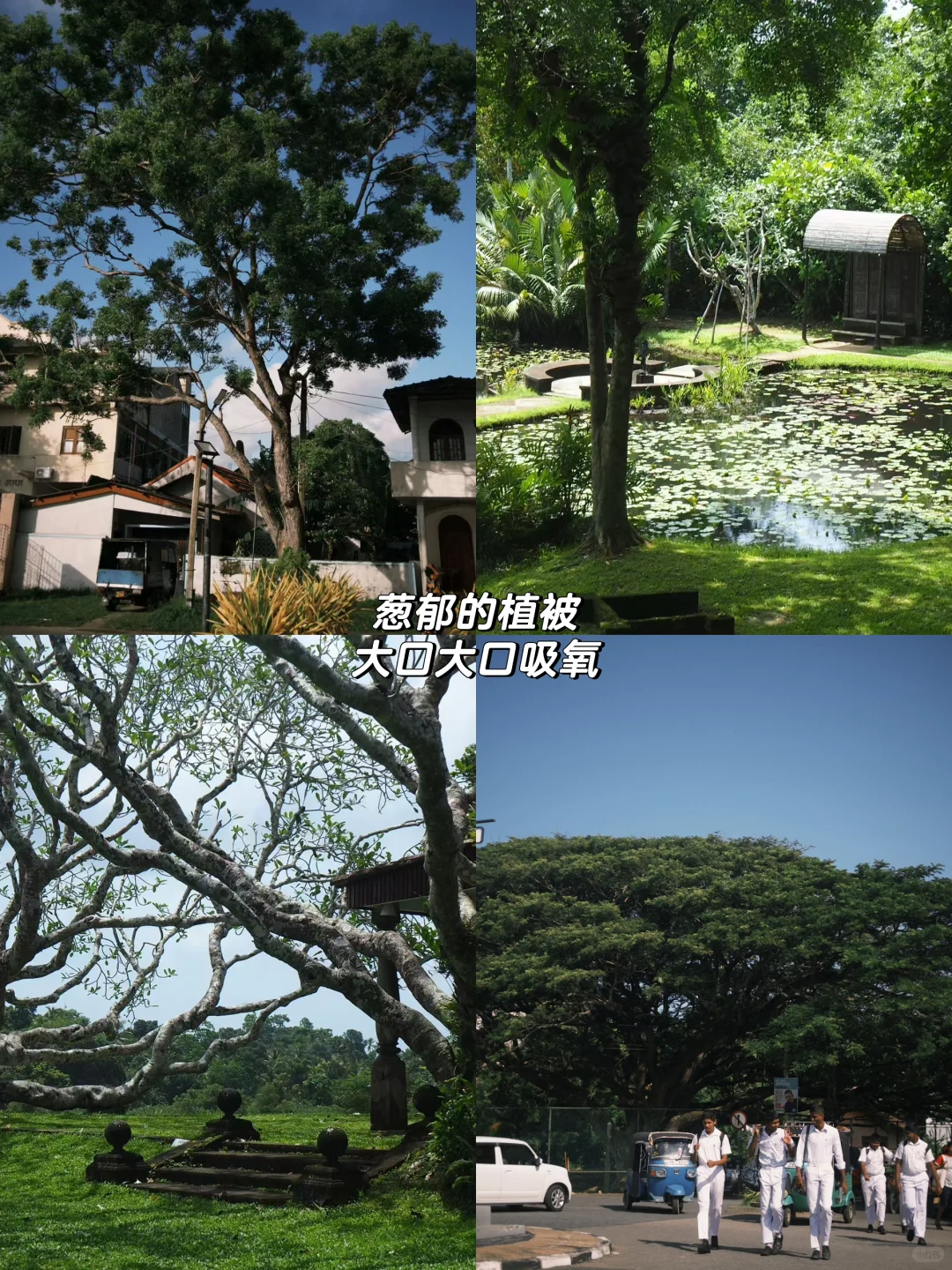 斯里兰卡跟团游回来，生气中能劝一个是一个