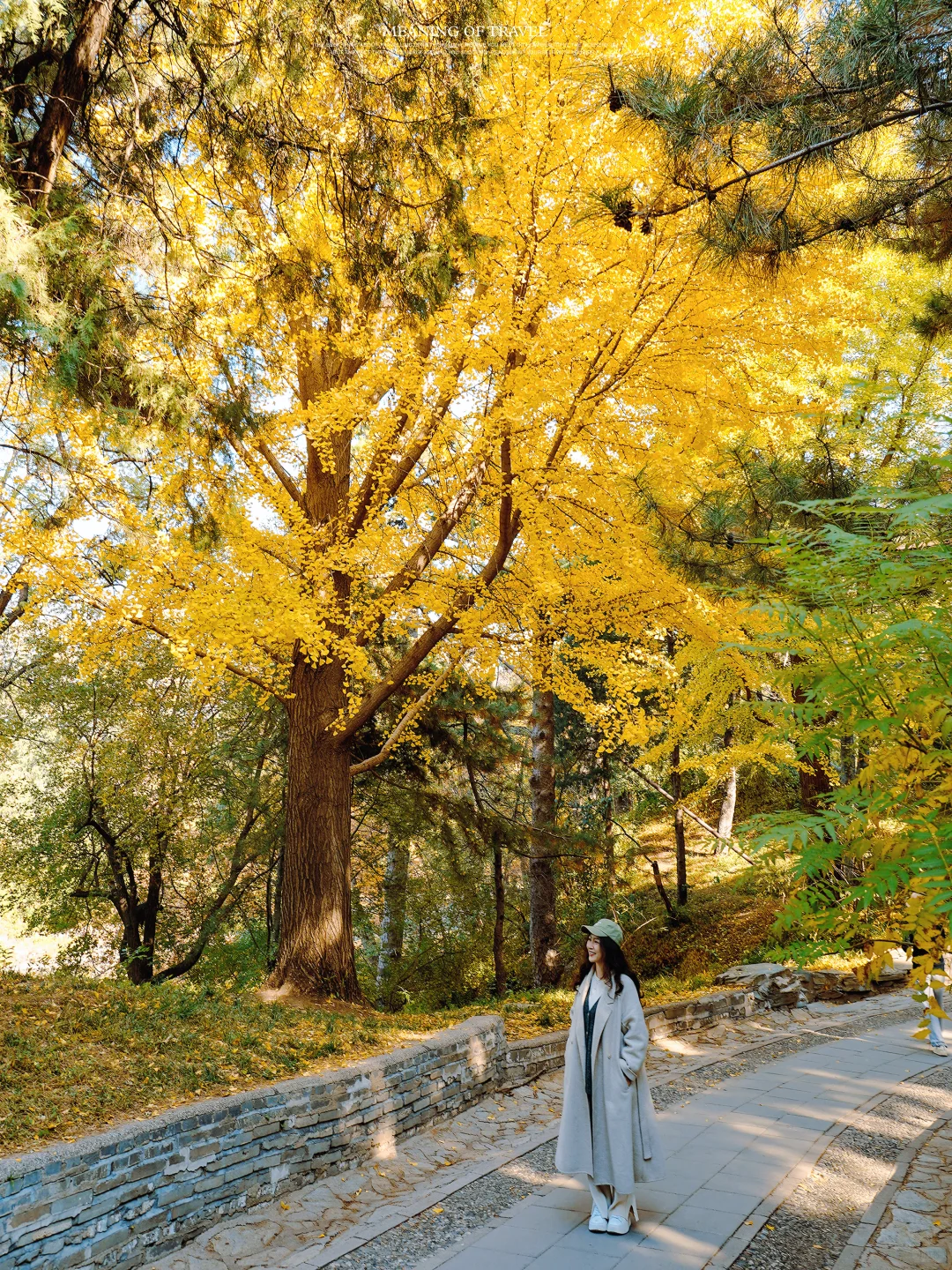颐和园的秋天上线，北京的秋就真来啦‼️
