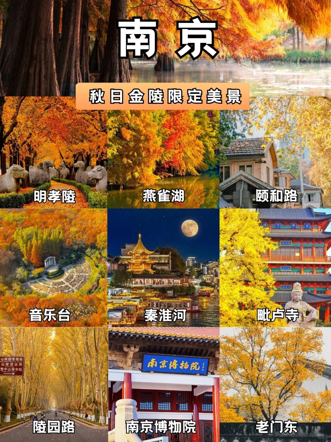 秋日金陵限定美景,错过再等一年!