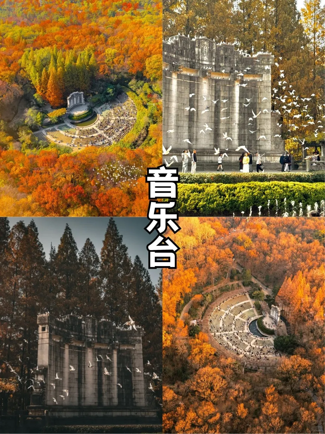 秋日金陵限定美景,错过再等一年!