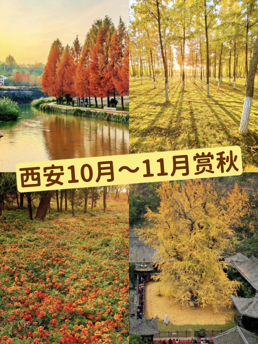 西安赏秋预警✨ 这份赏秋清单赶紧码死❗